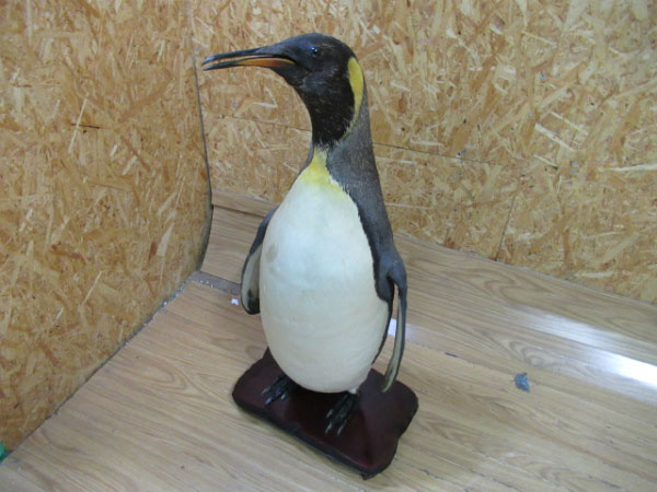 ペンギンの剥製を10000円で買取ました。@焼津市(ID:27560)