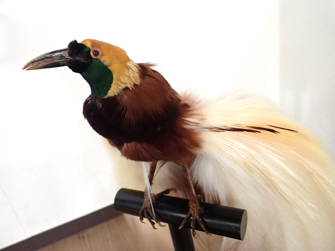 極楽鳥