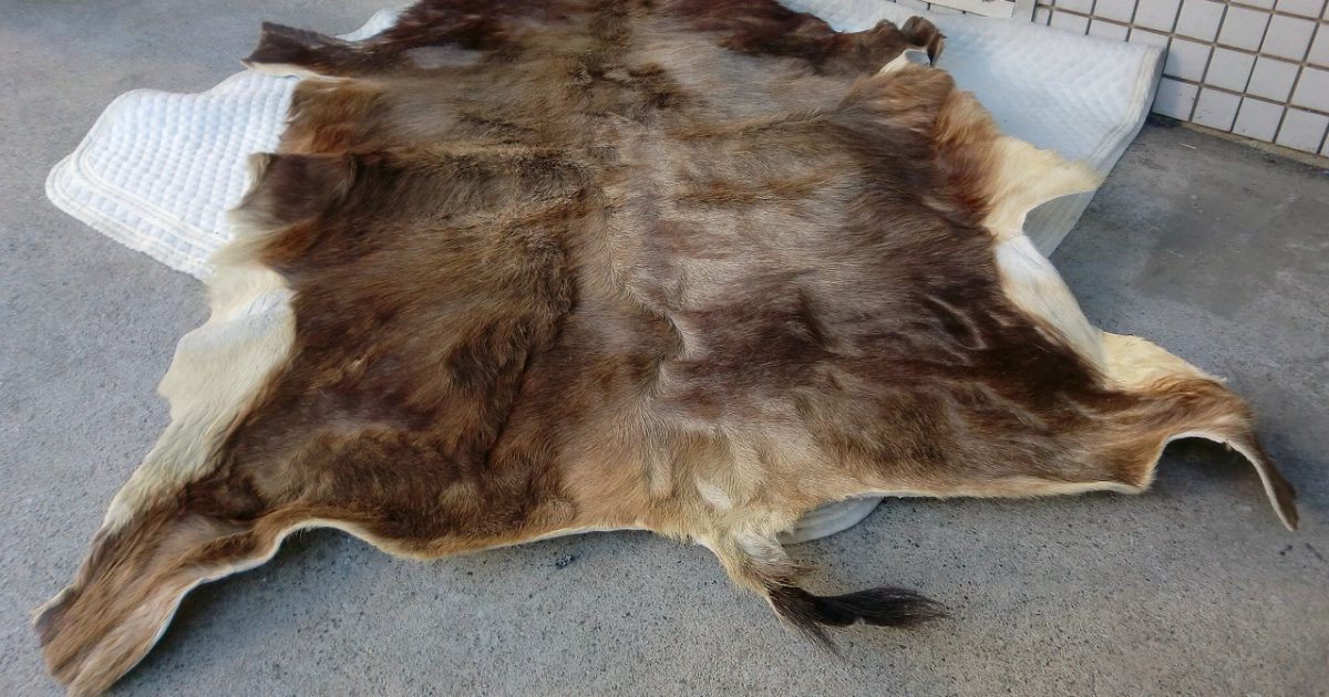毛皮 なめし 革 皮 約120cm×90cm 剥製 ラグマット 敷物 絨毯 しゅうたん