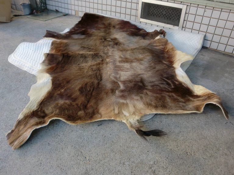 毛皮 なめし 革 皮 約120cm×90cm 剥製 ラグマット 敷物 絨毯 しゅうたん