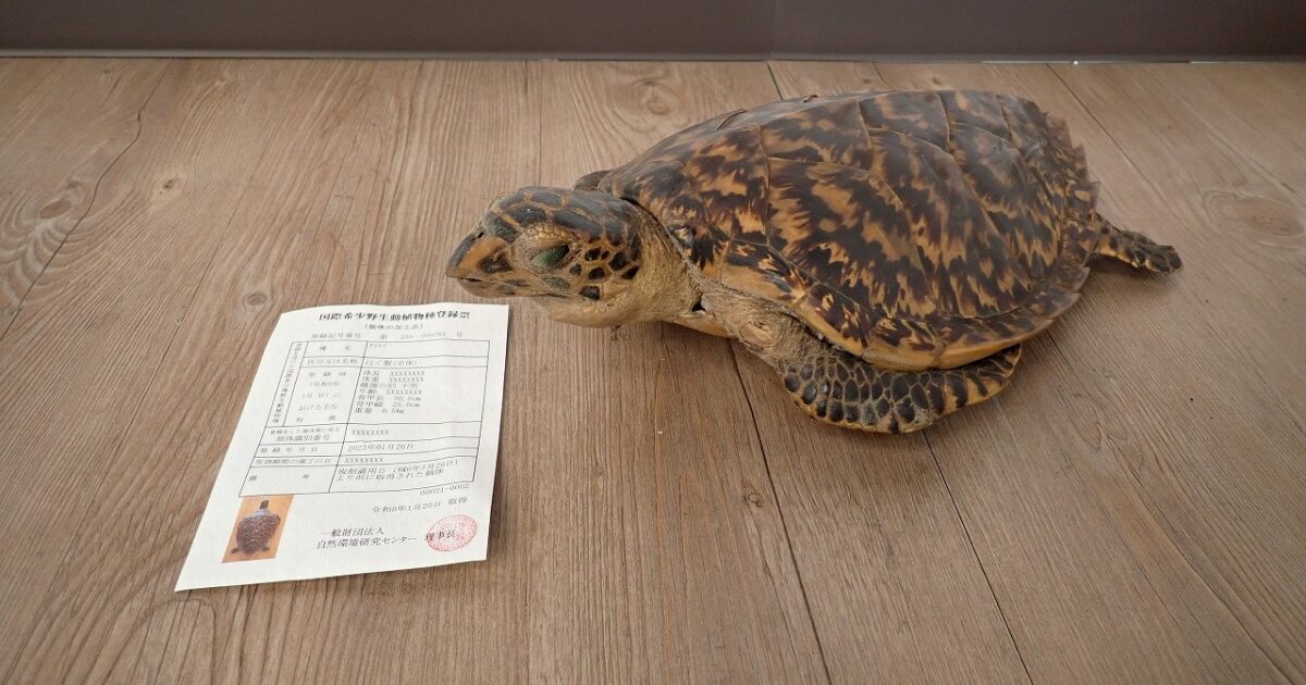 剥製 タイマイ ウミガメ 海亀 はく製 全体 背甲長 30cm 背甲幅 25cm 重量 0.5kg 国際希少野生動植物種登録票あり