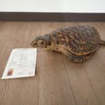 剥製 タイマイ ウミガメ 海亀 はく製 全体 背甲長 30cm 背甲幅 25cm 重量 0.5kg 国際希少野生動植物種登録票あり