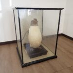 ペンギン 剥製 高さ43cm ガラスケースあり 標本