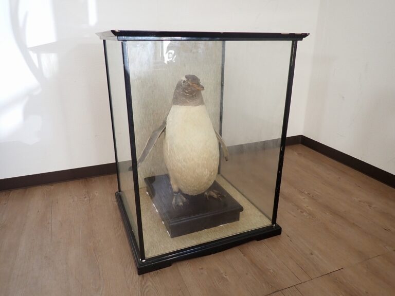 ペンギン 剥製 高さ43cm ガラスケースあり 標本