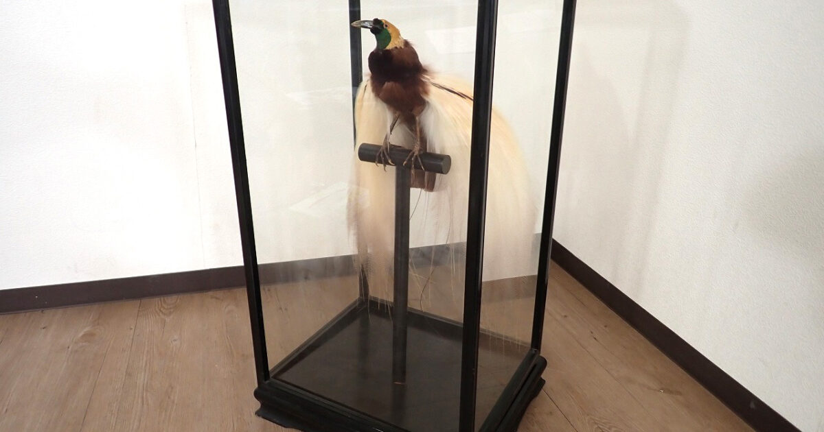 極楽鳥 剥製 オオフウチョウ ガラスケース付き ガラスショーケース 置物 インテリア オブジェ オーナメント 鳥 バード