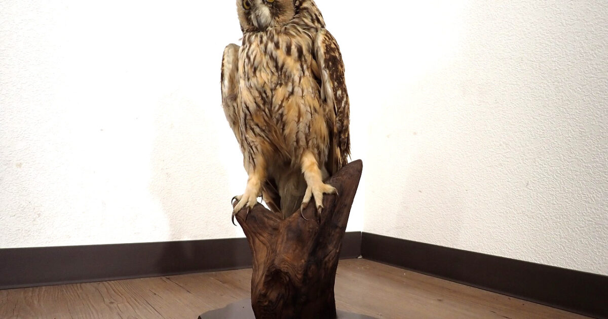 フクロウ 剥製 台座付き W150×D150×H310mm 立木台 猛禽類 梟 ミミズク 野鳥 置物 アンティーク オブジェ オーナメント インテリア