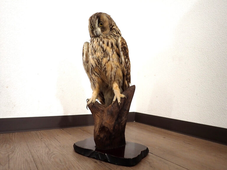 フクロウ 剥製 台座付き W150×D150×H310mm 立木台 猛禽類 梟 ミミズク 野鳥 置物 アンティーク オブジェ オーナメント インテリア