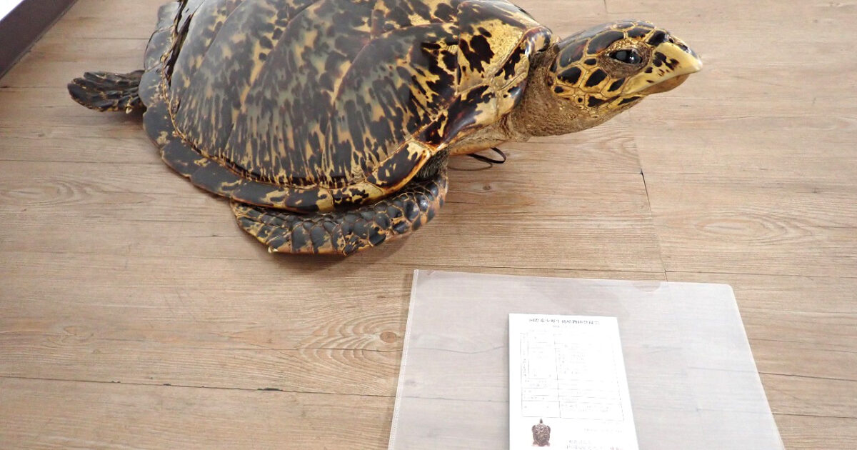 タイマイ 剥製 亀 カメ 62.5cm 大型 国際希少野生動植物登録票 取得済 標本 置物 アンティーク オブジェ オーナメント インテリア