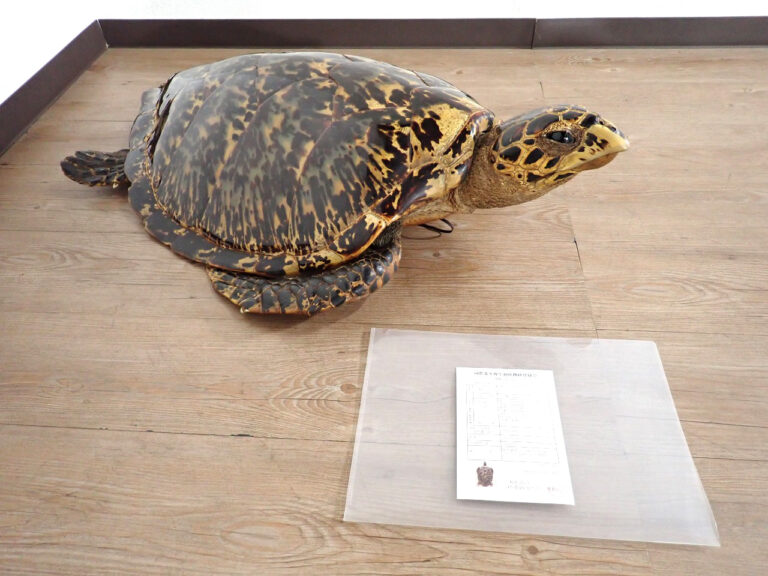 タイマイ 剥製 亀 カメ 62.5cm 大型 国際希少野生動植物登録票 取得済 標本 置物 アンティーク オブジェ オーナメント インテリア