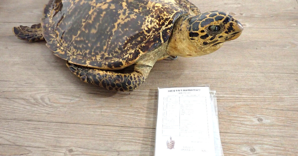 タイマイ 剥製 亀 カメ 41cm 大型 国際希少野生動植物登録票 取得済 標本 置物 アンティーク オブジェ オーナメント インテリア
