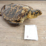 タイマイ 剥製 亀 カメ 41cm 大型 国際希少野生動植物登録票 取得済 標本 置物 アンティーク オブジェ オーナメント インテリア
