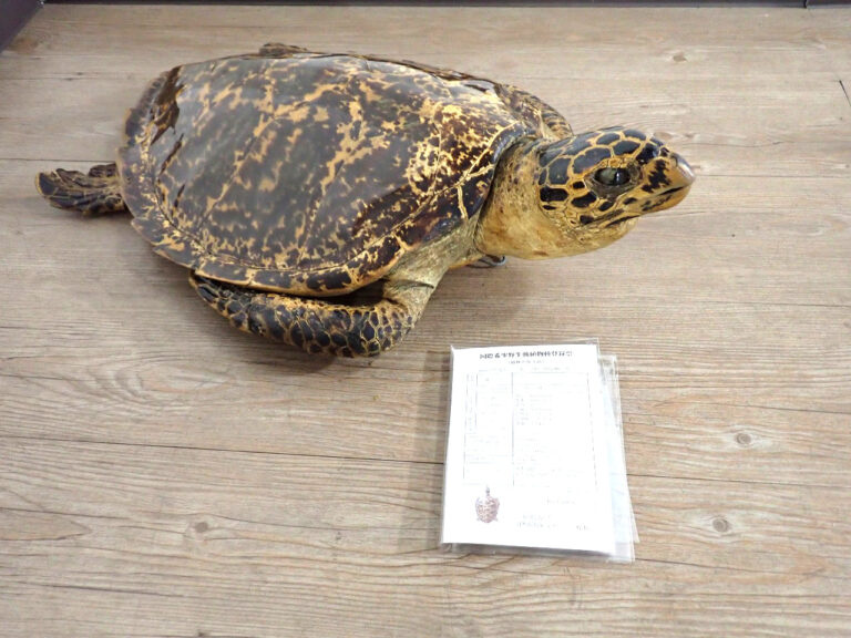 タイマイ 剥製 亀 カメ 41cm 大型 国際希少野生動植物登録票 取得済 標本 置物 アンティーク オブジェ オーナメント インテリア