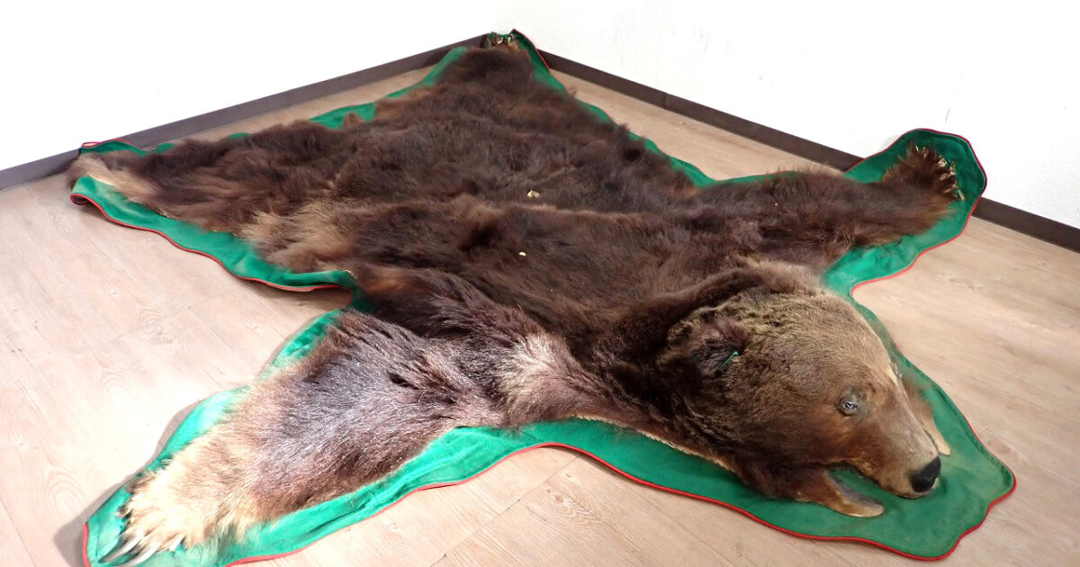 熊 ラグマット 2350×2200×160mm 昭和51年 クマ 毛皮 哺乳類 絨毯 敷物 敷布 カーペット 剥製 頭部 爪 インテリア レトロ アンティーク